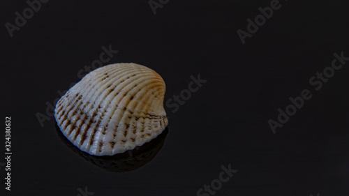 seashell