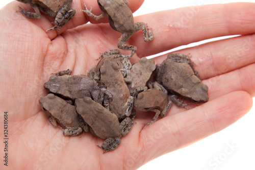 A lot of Small smooth-sided toads, isolated on white photo