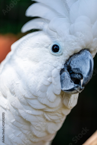 The white cockatoo (Cacatua alba), also known as the umbrella cockatoo, is a medium-sized all-white cockatoo endemic to tropical rainforest on islands of Indonesia.