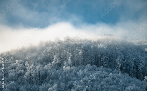 winter mountain landscape with frosty forest
