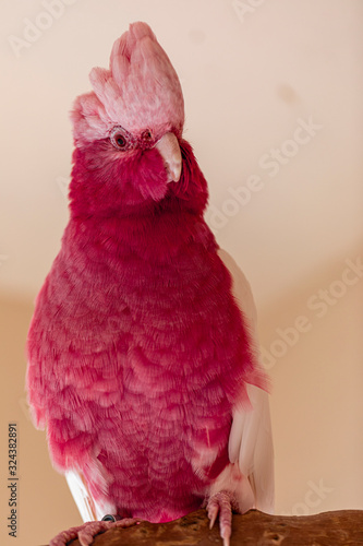 The galah (Eolophus roseicapilla), also known as the pink and grey, is one of the most common and widespread cockatoos