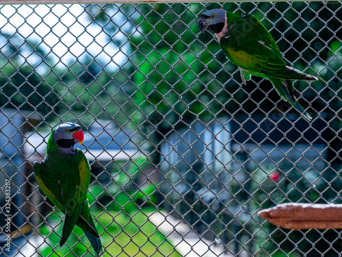 Couple of  Lord Derby's parakeet (Psittacula derbiana) in the aviary at a bird breeding site. photo