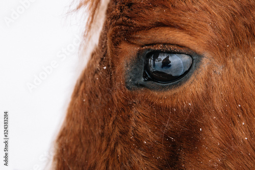 eye of a red horse