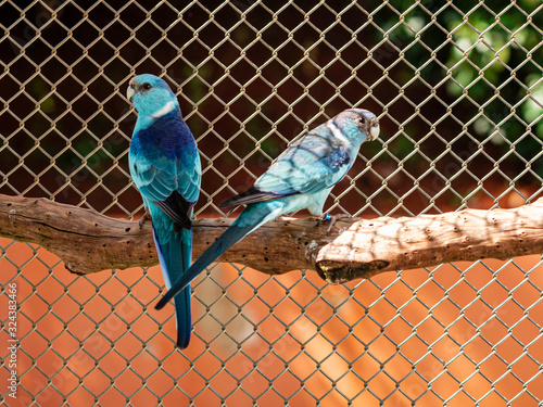 The broad-tailed parrot species Barnardius zonarius, is a bird native to Australia. photo