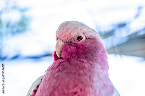 The galah  Eolophus roseicapilla   also known as the pink and grey  is one of the most common and widespread cockatoos