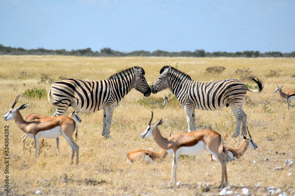 Obraz premium Zebra und Antilopen