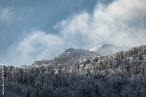 winter mountain landscape with frosty forest