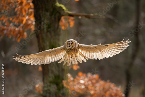 Long-eared owl with wide wings in flight and light bacground in feather. Asio otus