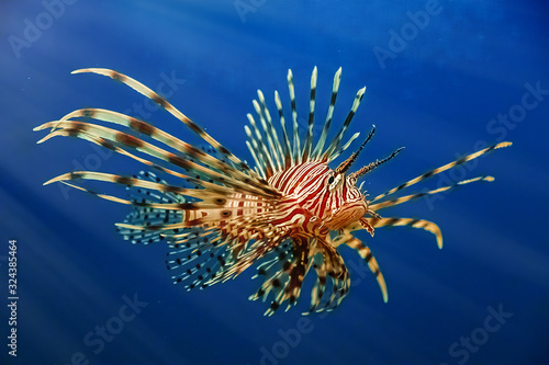A predatory Pterois volitans swims in search of food in blue water.