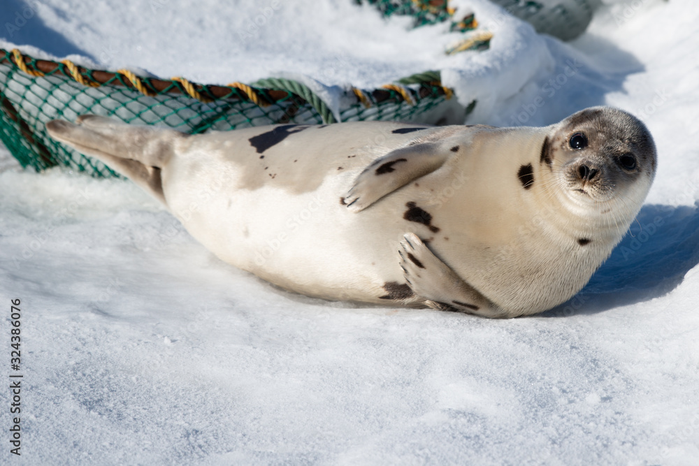 Obraz premium An adult harp seal lays on white snow with crap traps in the background. The animal has a light silver grey coat with black spots. The animal's head is raised. It has long whiskers and sharp flippers.