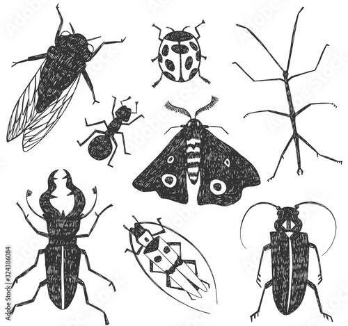 Vector illustration of hand-drawn insects in black isolated on white background. Ladybug, cicada, stick insect, ant, rhinoceros beetle, moth, longhorn beetle.