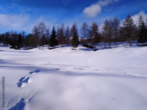 in winter forest © JennyLL