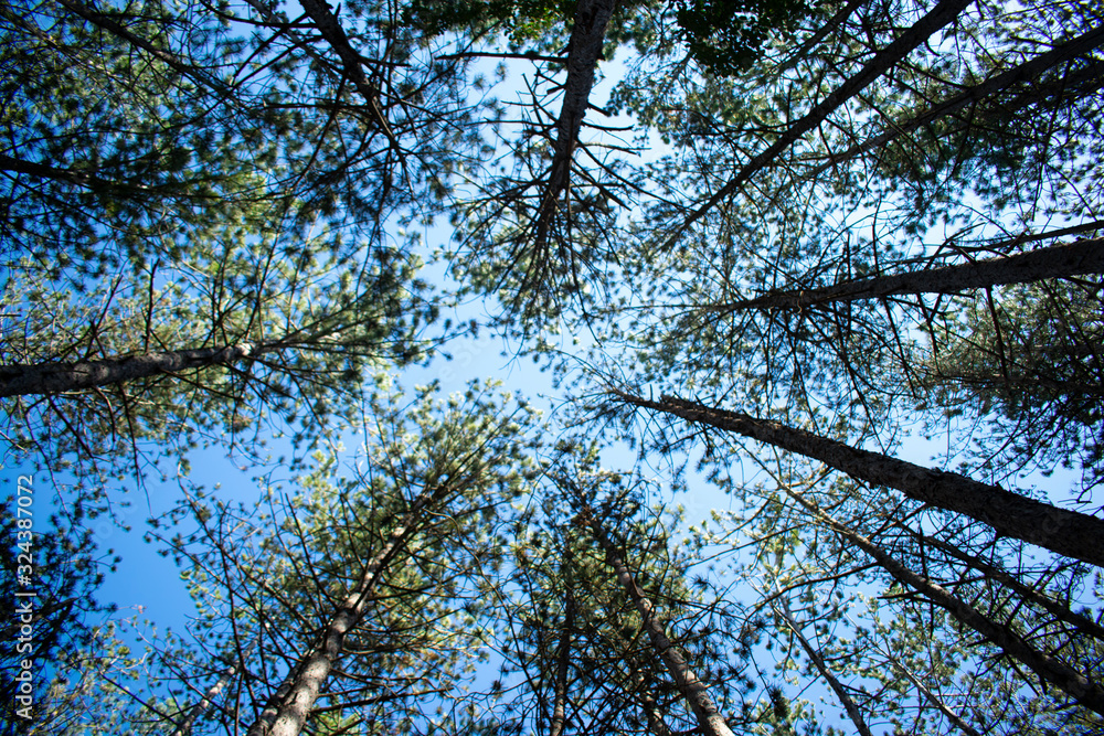 Fototapeta premium Sky Forest