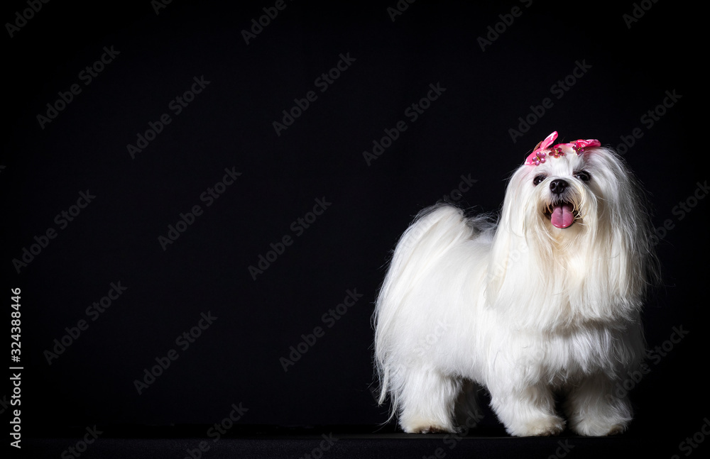 Cão branco maltês lindo pet canino - obrazy, fototapety, plakaty 