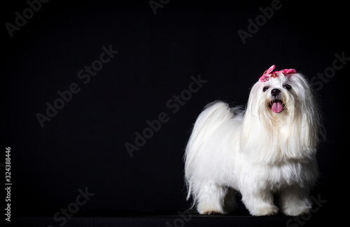 Cão branco maltês lindo pet canino