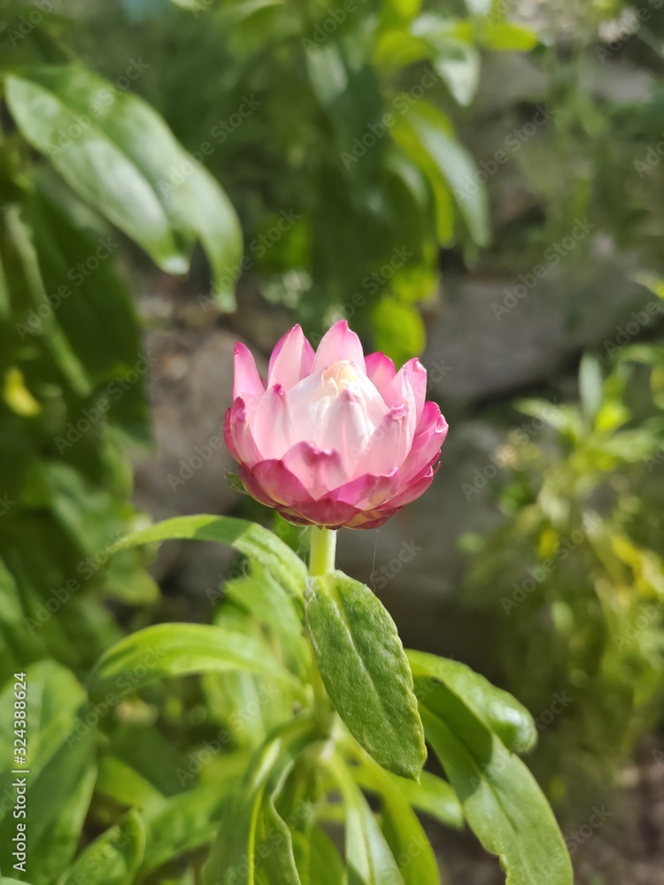 flower in the garden