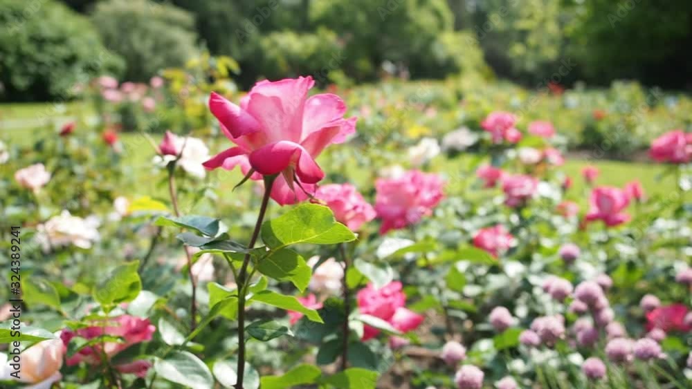Bunch of beautiful blooming flowers of pink rose (ROSE GAUJARD - Gaujard 1957) in botanical garden in HD VIDEO. Illuminated by sunlight. Close-up. Bunch of beautiful blooming flowers of pink rose (ROSE GAUJARD - Gaujard 1957) in botanical garden in HD VIDEO. Illuminated by sunlight. Close-up.