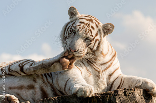 Tygrys bengalski biały (Panthera tigris tigris). White bengal tiger.