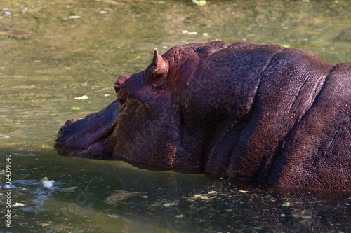 River Hippopotamus Amphibius Hippo Water