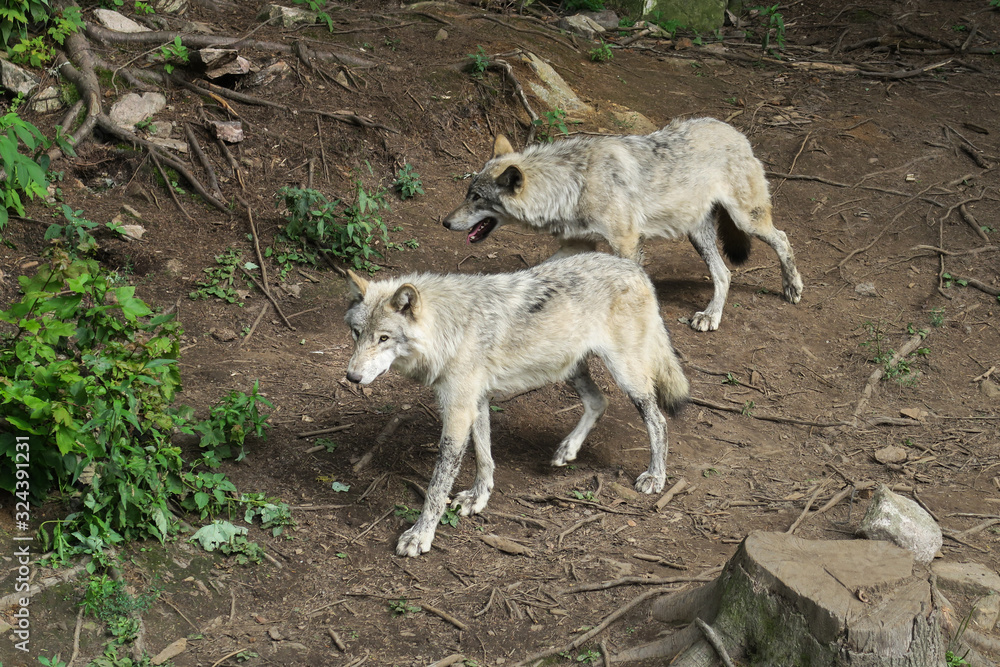 Two common grey wolves walking in forest Two common grey wolves walking in forest
