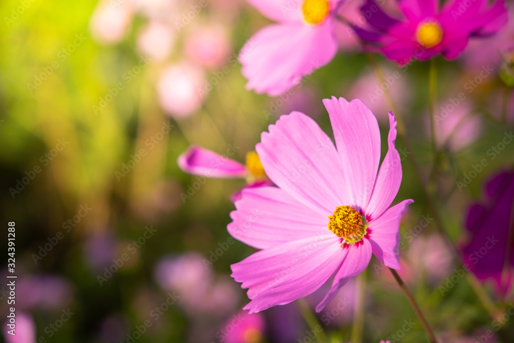 Beautiful Cosmos flowers in garden. Nature background. Beautiful Cosmos flowers in garden. Nature background.