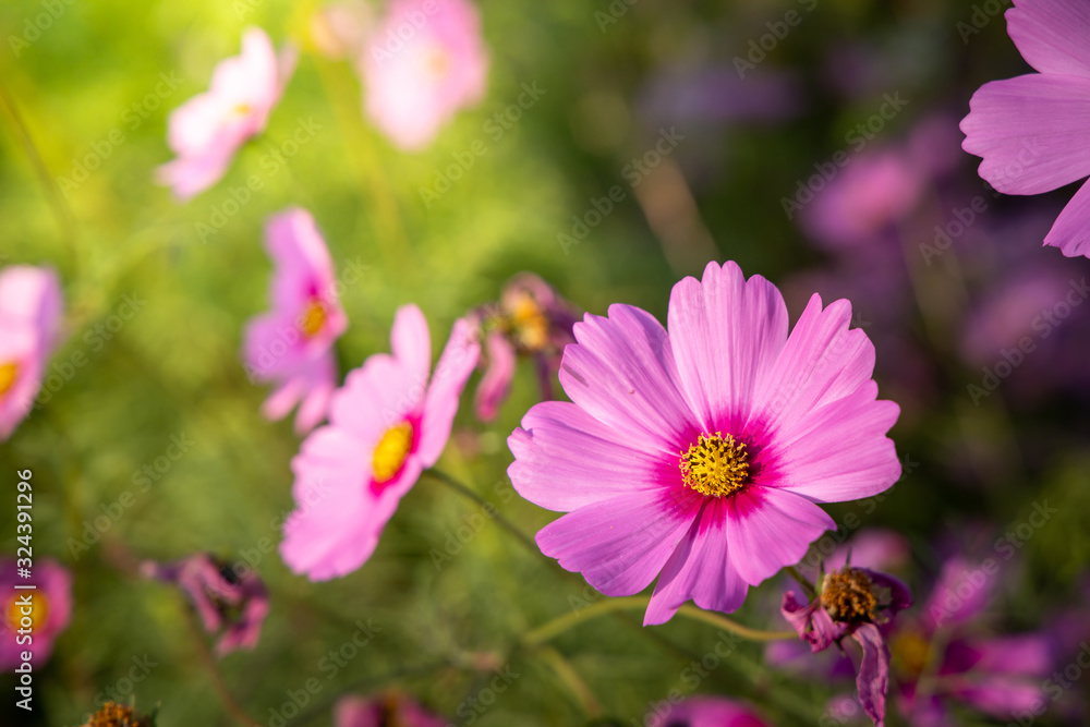  Beautiful Cosmos flowers in garden. Nature background.