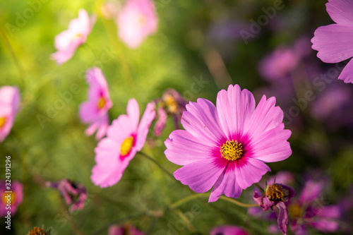  Beautiful Cosmos flowers in garden. Nature background. © teerawit