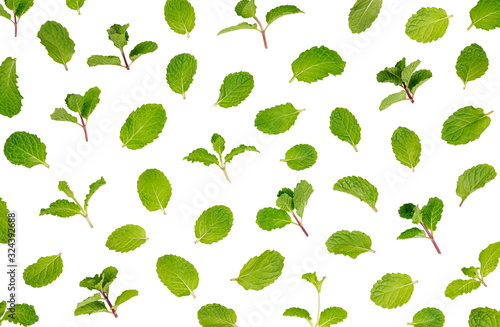 Pattern of Fresh mint leaves isolated o nwhite background.top view photo