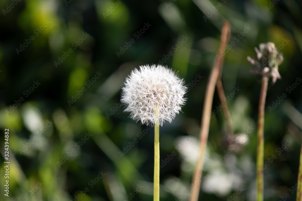 Taraxacum sect. A close-up photo of the ruderalia plant. Taraxacum sect. A close-up photo of the ruderalia plant.