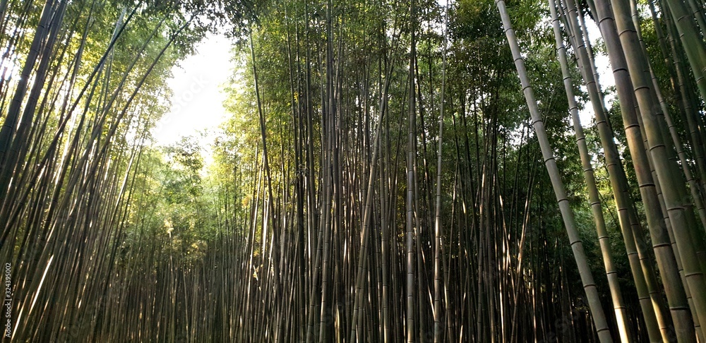 Damyang Bamboo Garden (South Korea) Damyang Bamboo Garden (South Korea)