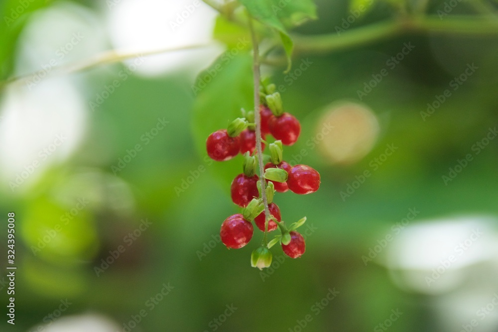 berries of currant on bush