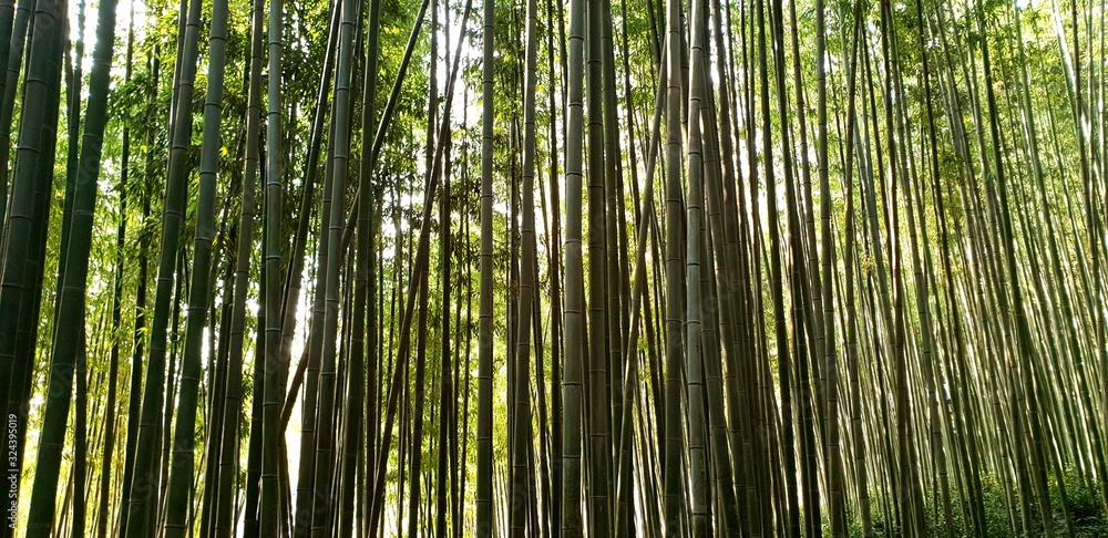 Damyang Bamboo Foest (South Korea) Damyang Bamboo Foest (South Korea)