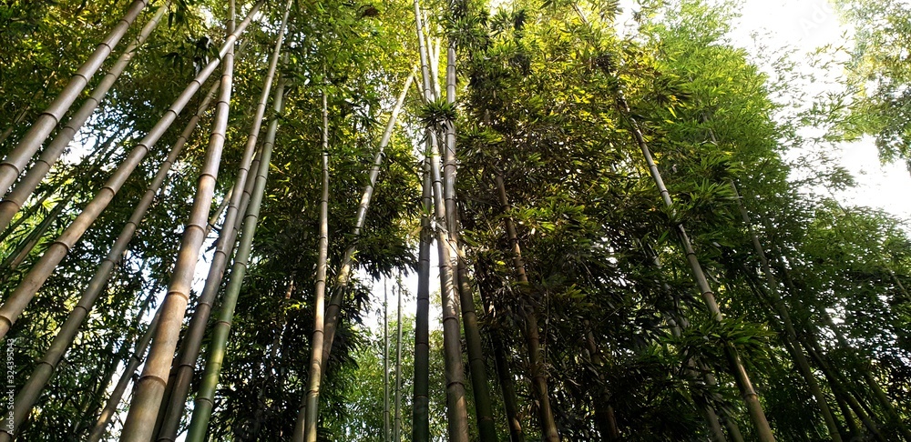 Fototapeta premium Damyang Bamboo Forest (South Korea)