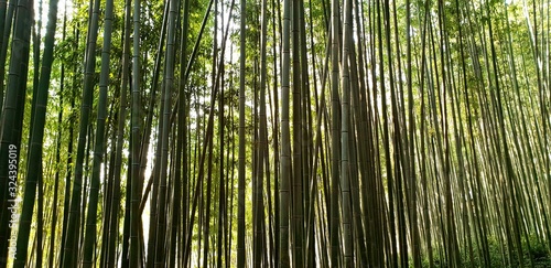 Damyang Bamboo Foest (South Korea)