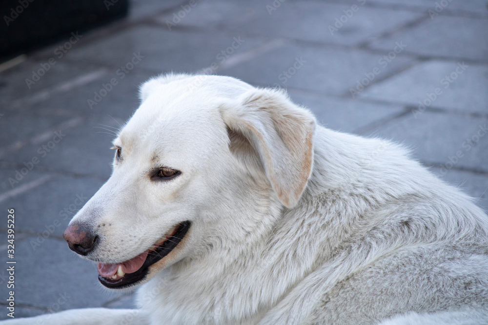 Homeless white dog lying down on the cobblestones. Homeless white dog lying down on the cobblestones.