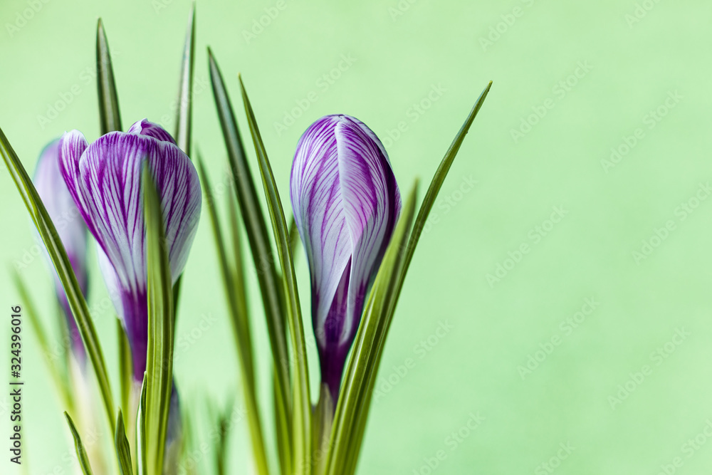 Large crocus Crocus sativus C. vernus flowers with purple streaks on a light green background for postcards, greetings for Mother's Day, Valentine's Day. Copy space. Large crocus Crocus sativus C. vernus flowers with purple streaks on a light green background for postcards, greetings for Mother's Day, Valentine's Day. Copy space.