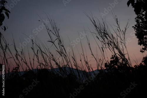 Grass flowers in the forest on the evening sky background