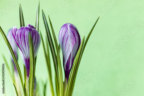 Large crocus Crocus sativus C. vernus flowers with purple streaks on a light green background for postcards, greetings for Mother's Day, Valentine's Day. Copy space.