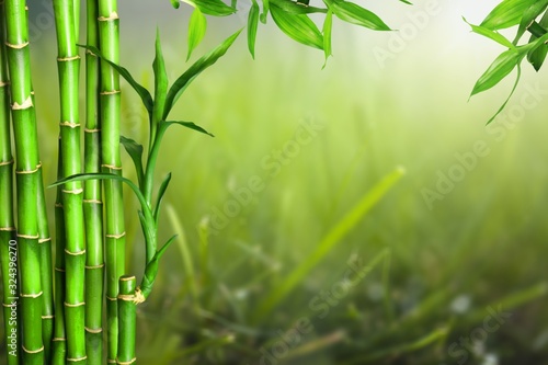Many bamboo stalks on green background © BillionPhotos.com