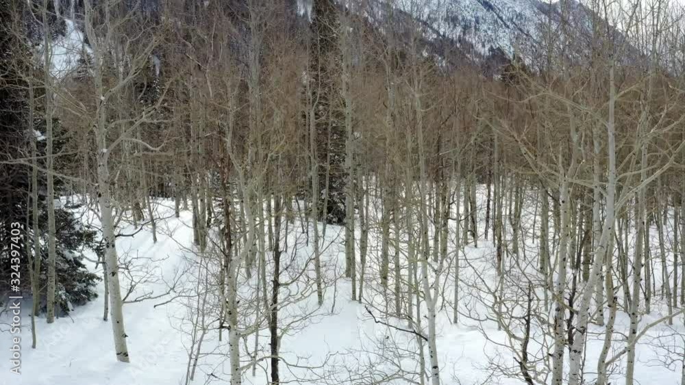 Dolly Across Aspen Trees in Winter