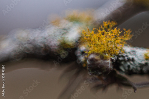 Photos Early spring buds on fruit trees in Texas