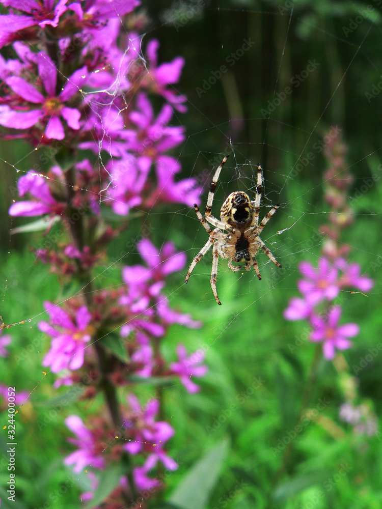 Spider and its web in the forest at background Spider and its web in the forest at background