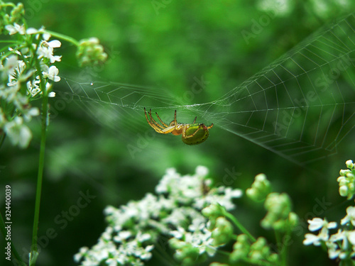 Spider and its web in the forest at background