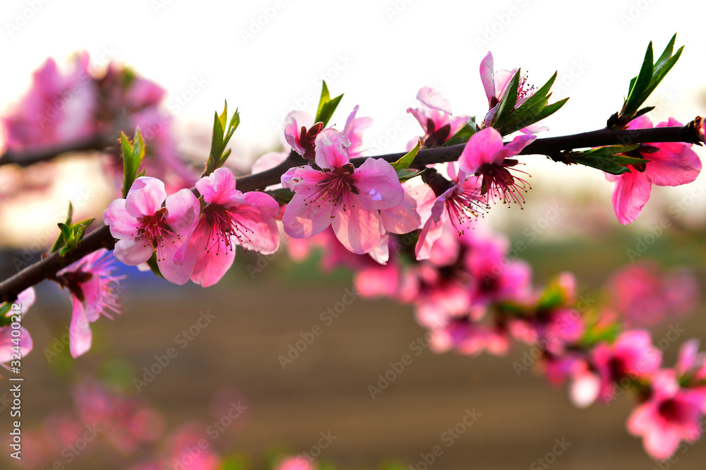 In full bloom in the peach blossom In full bloom in the peach blossom