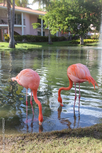 Flamingos