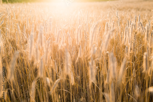 Agricultural crop field at sunset. Texture and close-up view. Pure golden light photo