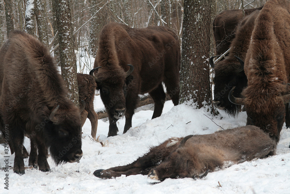 Herd of European bison (Bison bonasus) mourn their dead cub in winter forest of Belarus