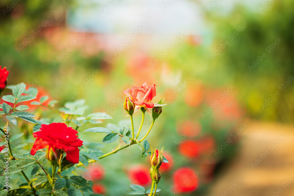 Beautiful colorful roses flower in the garden