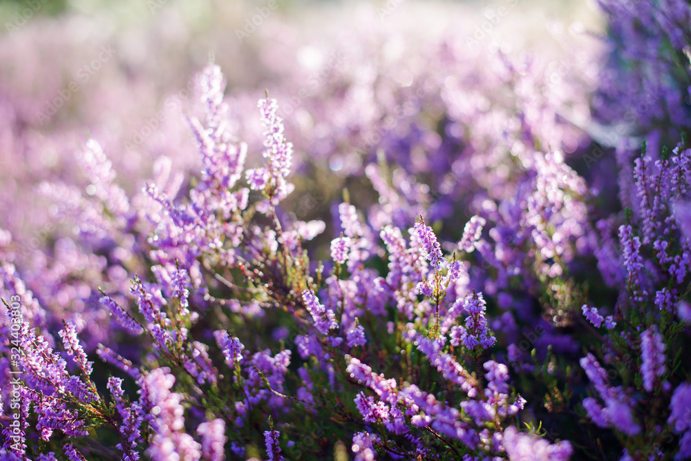 Fototapeta Forest floor of blooming heather flowers in a morning haze, close-up. Latvia