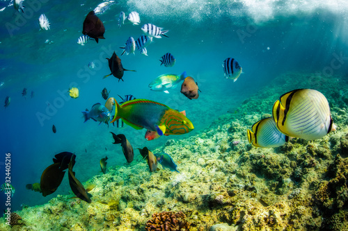 Fototapeta Naklejka Na Ścianę i Meble -  tropical fish swimming on a coral reef in Okinawa Japan